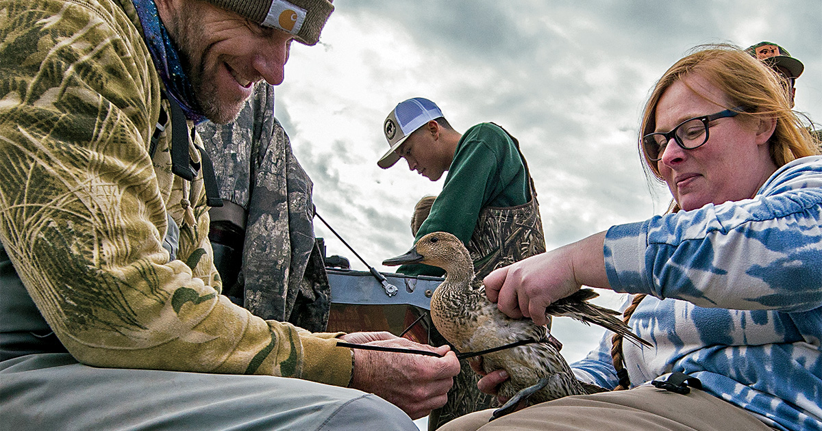 Understanding Waterfowl Mobile Duck Data Ducks Unlimited